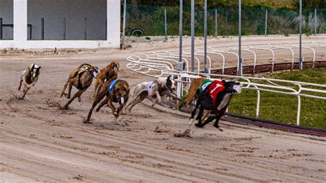 pgr greyhounds|Premier Greyhound Racing announces .